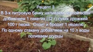 огурцы как на дрожжах,  7 рецептов дрожжевых подкормок для огурцов и не только