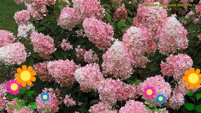 Гортензия метельчатая Торч оф пинк. Краткий обзор, описание hydrangea paniculata Touch of Pink смотреть онлайн