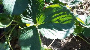 Ремонтантная земляника Монтерей.