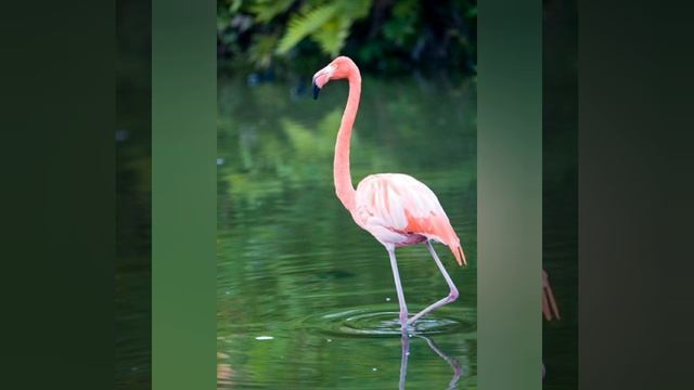 Почему фламинго розовый? смотреть онлайн