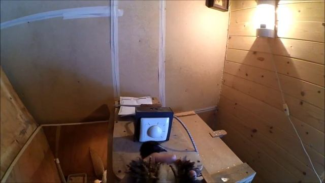 Фавероль / Брама / Загорские лососевые // Цыплята 14 дней смотреть онлайн