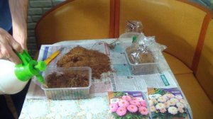 Хранение клубней Георгин в подвале. Достаем на проращивание.