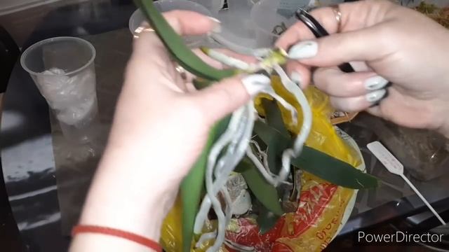 Капли_липкие на #Орхидеях/меняем срочно грунт, место содержание смотреть онлайн