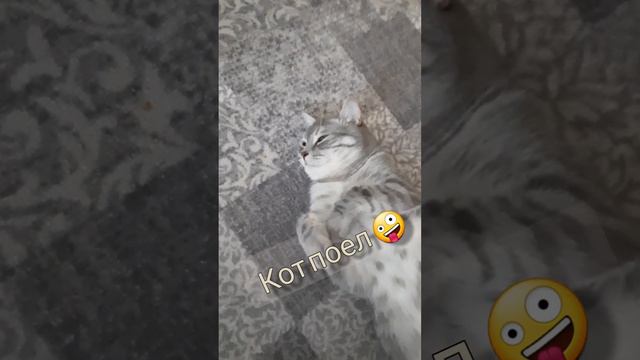 Кот поел ... Кота не беспокоить🤭🤭😍 смотреть онлайн