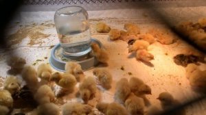 Инкубация перепелов без поворота!