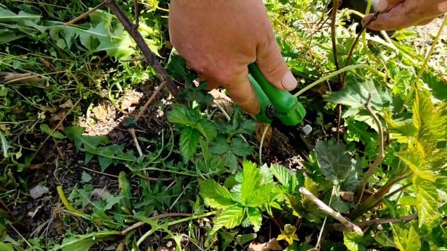 Обрізка ожини / Blackberry Pruning