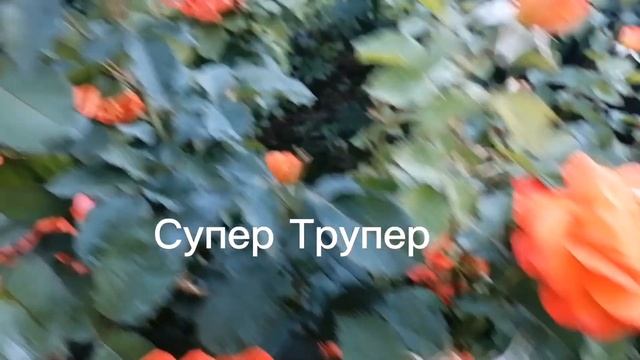 Розы, шедевры, для любого сада. смотреть онлайн