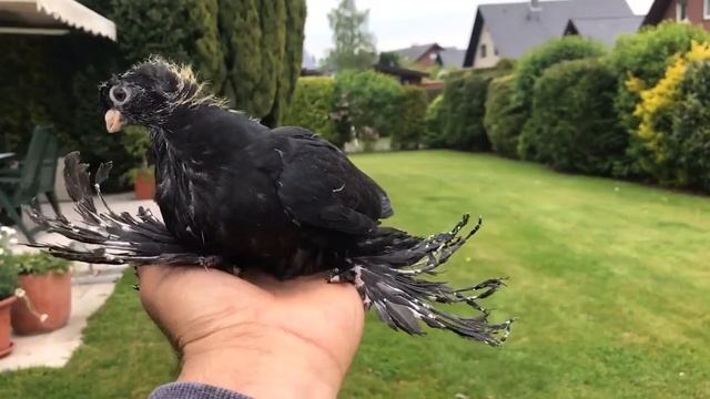 ЧЕРНЫЕ ДВУХЧУБЫЕ ГОЛУБИ / ЖУКИ / PIGEONS / TAUBE #Gulsarinfo© смотреть онлайн