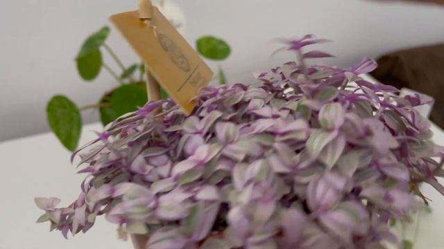 Plant Haul | Variegated Pilea Peperomioides Mojito, Pink Lady & Ceropegia Woodii Silver Glory смотреть онлайн