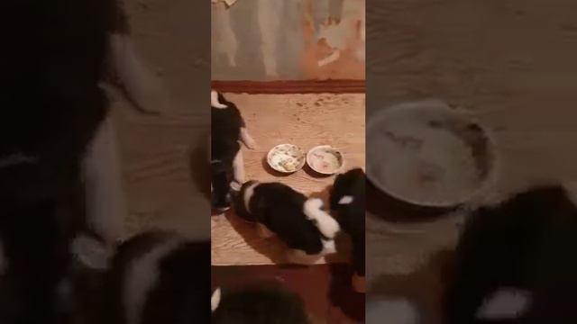 Щенки Американской Акиты 1месяц смотреть онлайн