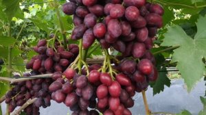 Виноград альянс на 10.08.22.