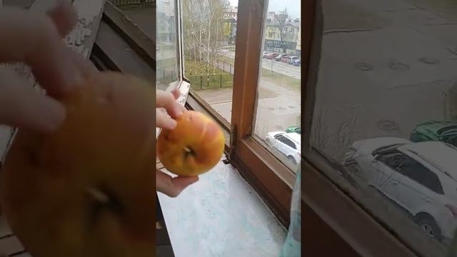 Бросаем гнилое яблоко с окна смотреть онлайн