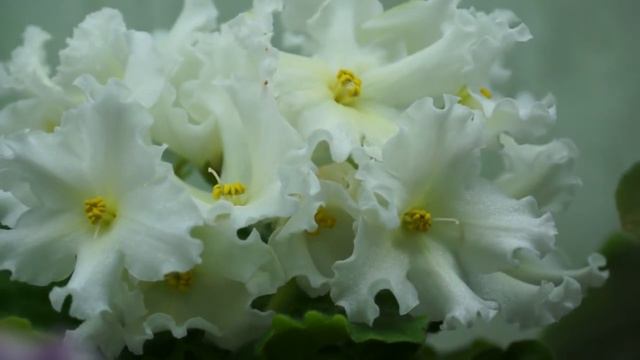 3.Фиалки на стеллаже.Химерный спорт :) смотреть онлайн