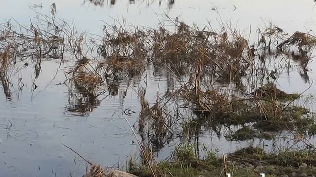 Нерест щуки под Рыбинском смотреть онлайн