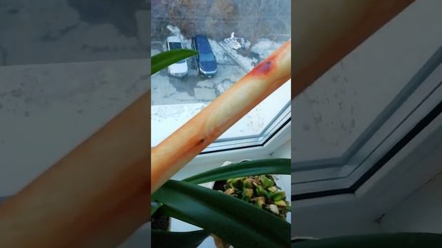 Крушина Даурская смотреть онлайн