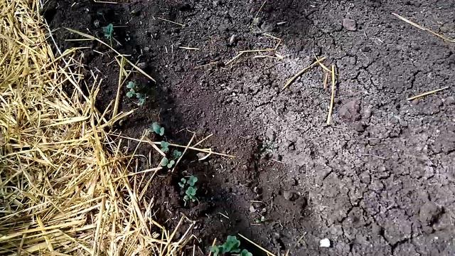 Томаты переехали в теплицу смотреть онлайн