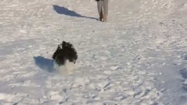 Питомник биверов Голубой Адамант смотреть онлайн