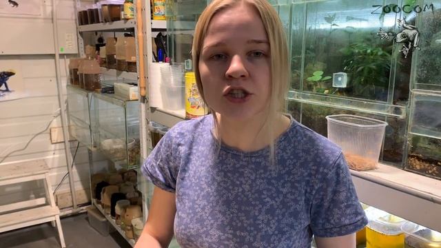 Разводим мучного хрущака на корм! Как? смотреть онлайн