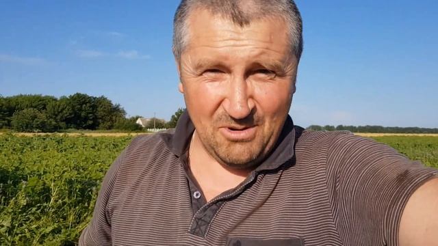 Фацелия - культура которая нас обанкротила! Или нет? смотреть онлайн