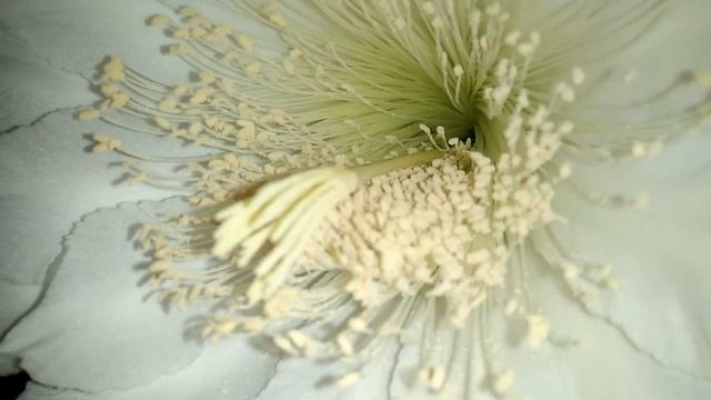 Detail putik benang sari bunga kaktus koboy | cereus peruvianus repandus apple Cactus смотреть онлайн