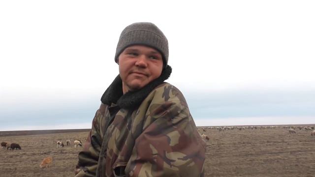 Пастушок! смотреть онлайн