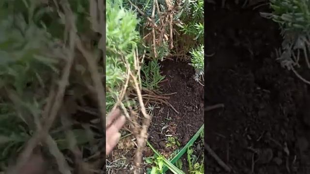 Ландшафтное счастье вокруг нас