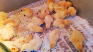 вылуп Дмитриевских перепелов ! кошмар!