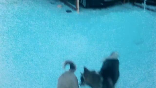 Пермский край и его обитатели. смотреть онлайн