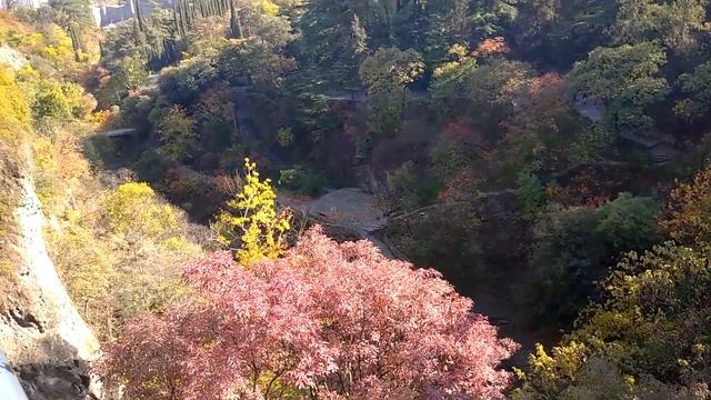 ФЕСТИВАЛЬ ЦВЕТОВ, ТБИЛИСИ, БОТАНИЧЕСКИЙ САД???? смотреть онлайн