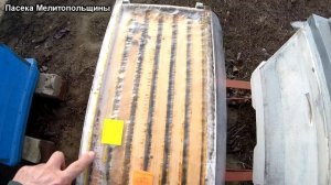 Зимовка пчел в шести рамочном рогатом улье