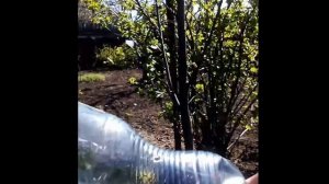Эффективный способ полива деревьев и кустарников / Экономный полив
