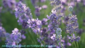 ?История о том, как свекровь невестку выживала...?Истории из жизни?Аудио рассказы?Жизненные истории