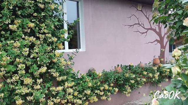 Плетиста троянда Амадеус біля стіни будинку.Жимолость каприфоль.Вертикальне озеленення смотреть онлайн
