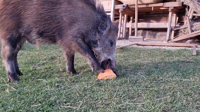 Первое блюдо из новой каминопечи с хлебной камерой .  Помещение становится похожим на коридор .