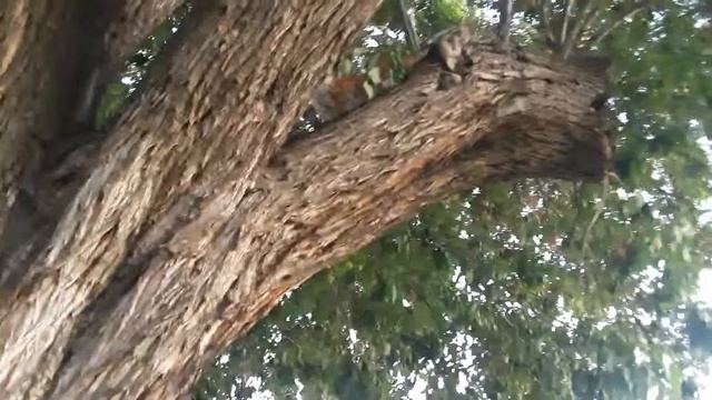 Cat parkour pt 6 2/3 смотреть онлайн