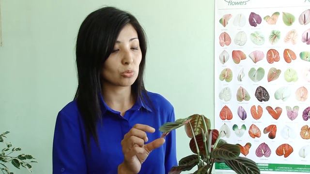 Ош Пирим Тан Нуру Гул дуйно 31 08 16 #ОшПирим смотреть онлайн