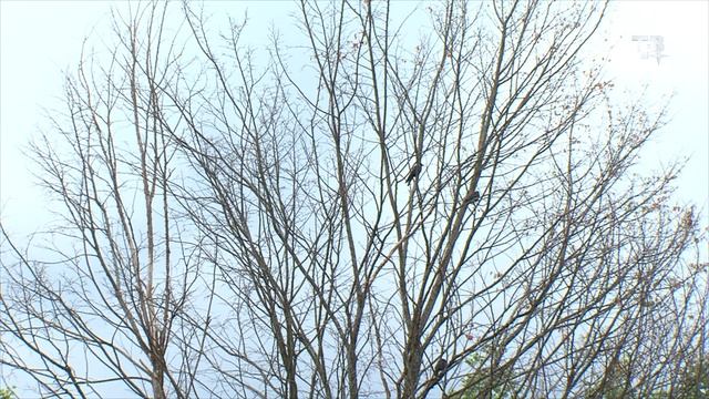 Сухостой смотреть онлайн