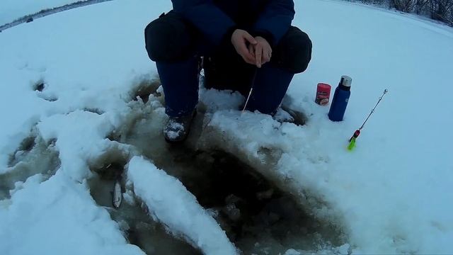 Окунь. Дельта северной Двины. Искали окуня, а нашли сига. (09 января 2019) смотреть онлайн