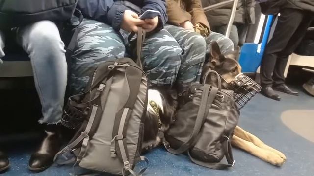 Как перевозить собачек в метро смотреть онлайн