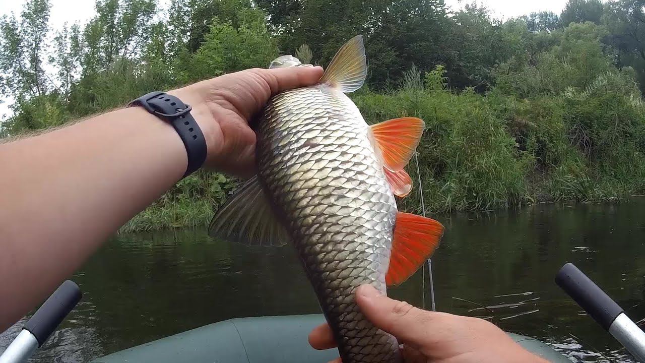 Красивая речка дарит хорошие поклёвки. Рыбалка на спиннинг летом