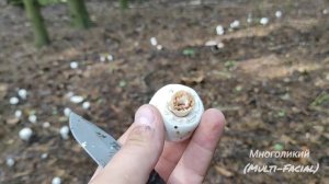 Шампиньон желтеющий или перелесковый?