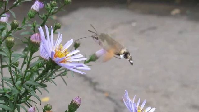 Языкан обыкновенный.