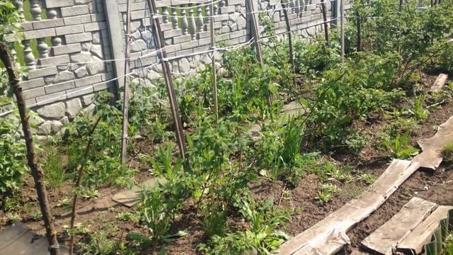Мой обычный день на участке, привожу в порядок малинник. Заказала молоко смотреть онлайн