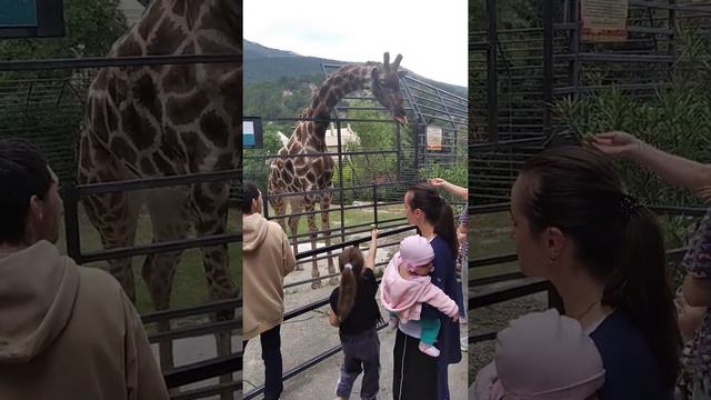 кормили жирафа ялтинский зоопарк🦒 смотреть онлайн