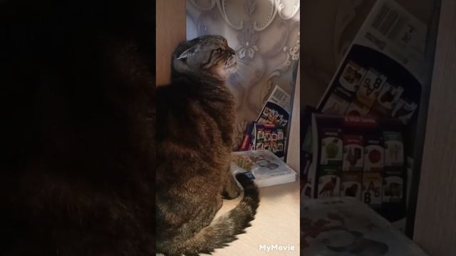 Кот Гуф не любит детей 🥴 смотреть онлайн