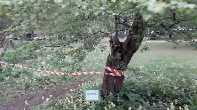 ПРОГУЛКА по БОТАНИЧЕСКОМУ саду/Часть 1/ Рододендроны/Хвойные/14.05.19 смотреть онлайн