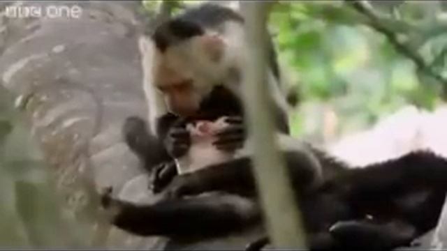VERY FUNNY ANIMALS, ALAN! ALAN! ALAN!.mp4