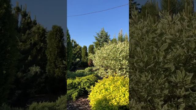 ДЕРЕН,СПИРЕЯ ЯПОНСКАЯ,МОЖЖЕВЕЛЬНИК,ЕЛЬ✨🩵#катеринаагамалова #ландшафтныйдизайн #сад #дизайнсада #ель