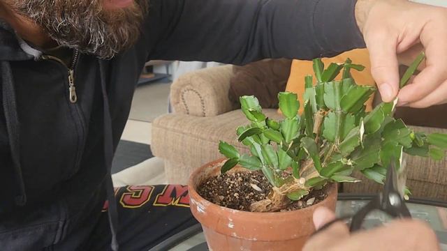 Christmas Cactus Bonsai Pruning and Repot - Bonus Key West Holiday Footage смотреть онлайн
