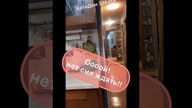Мила! За время пребывания на каникулах из милого котенка превратилась в «девицу на выданье»😂 смотреть онлайн